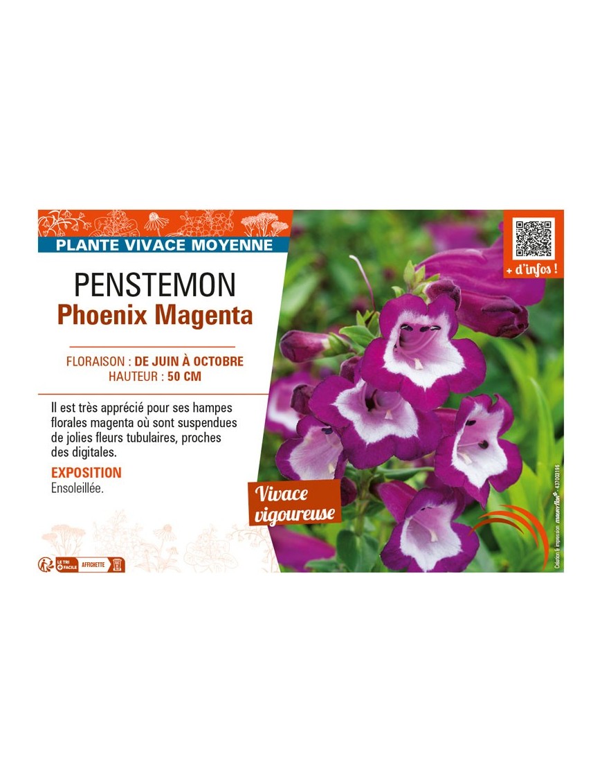 PENSTEMON PHOENIX MAGENTA