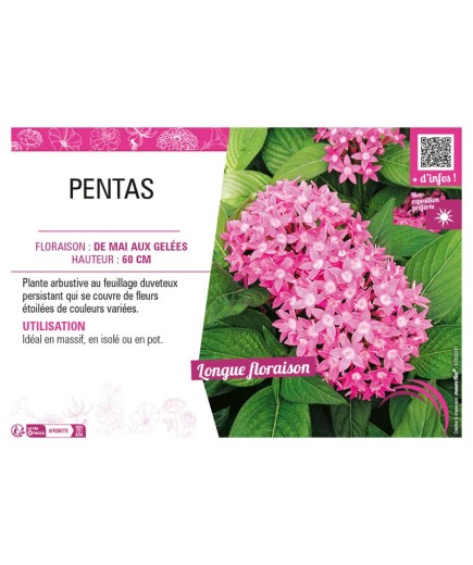 PENTAS