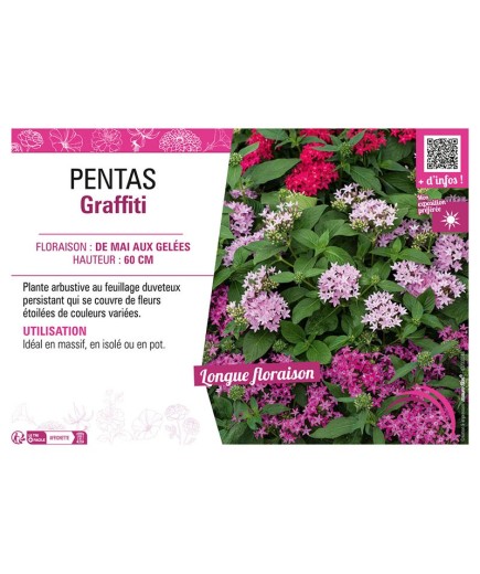 PENTAS GRAFFITI