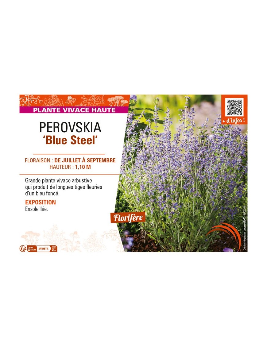 PEROVSKIA (atriciplifolia) Blue Steel