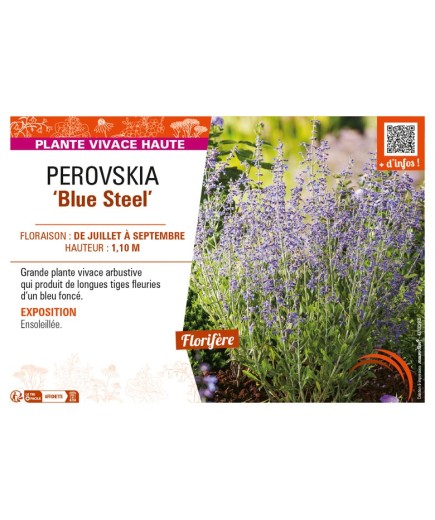 PEROVSKIA (atriciplifolia) Blue Steel