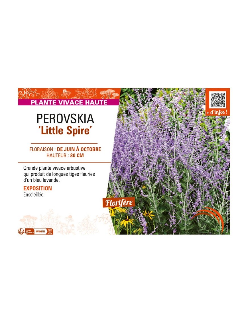 PEROVSKIA (atriciplifolia) Little Spire