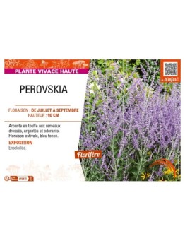 PEROVSKIA (atriciplifolia) Sauge d’Afghanistan