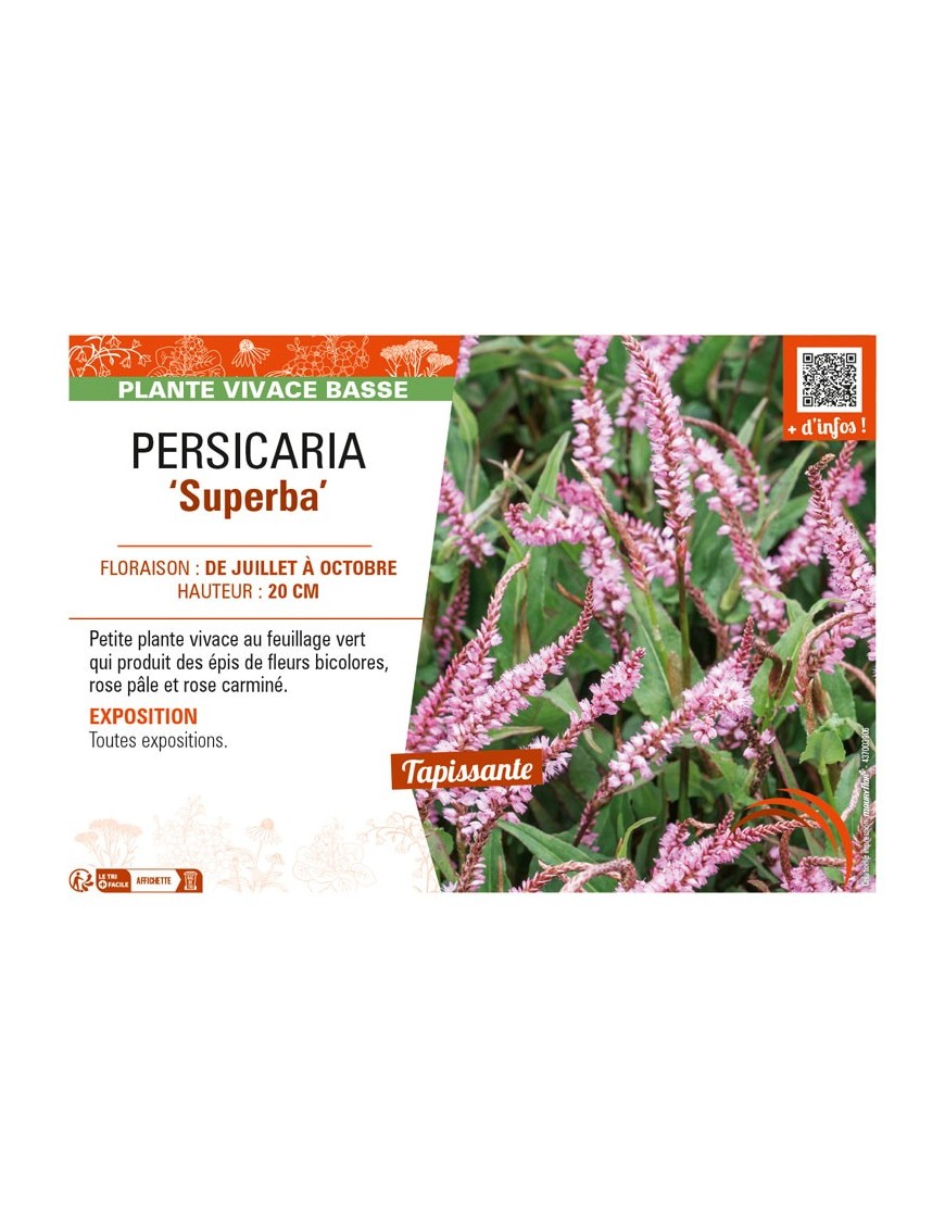 PERSICARIA (affinis) Superba
