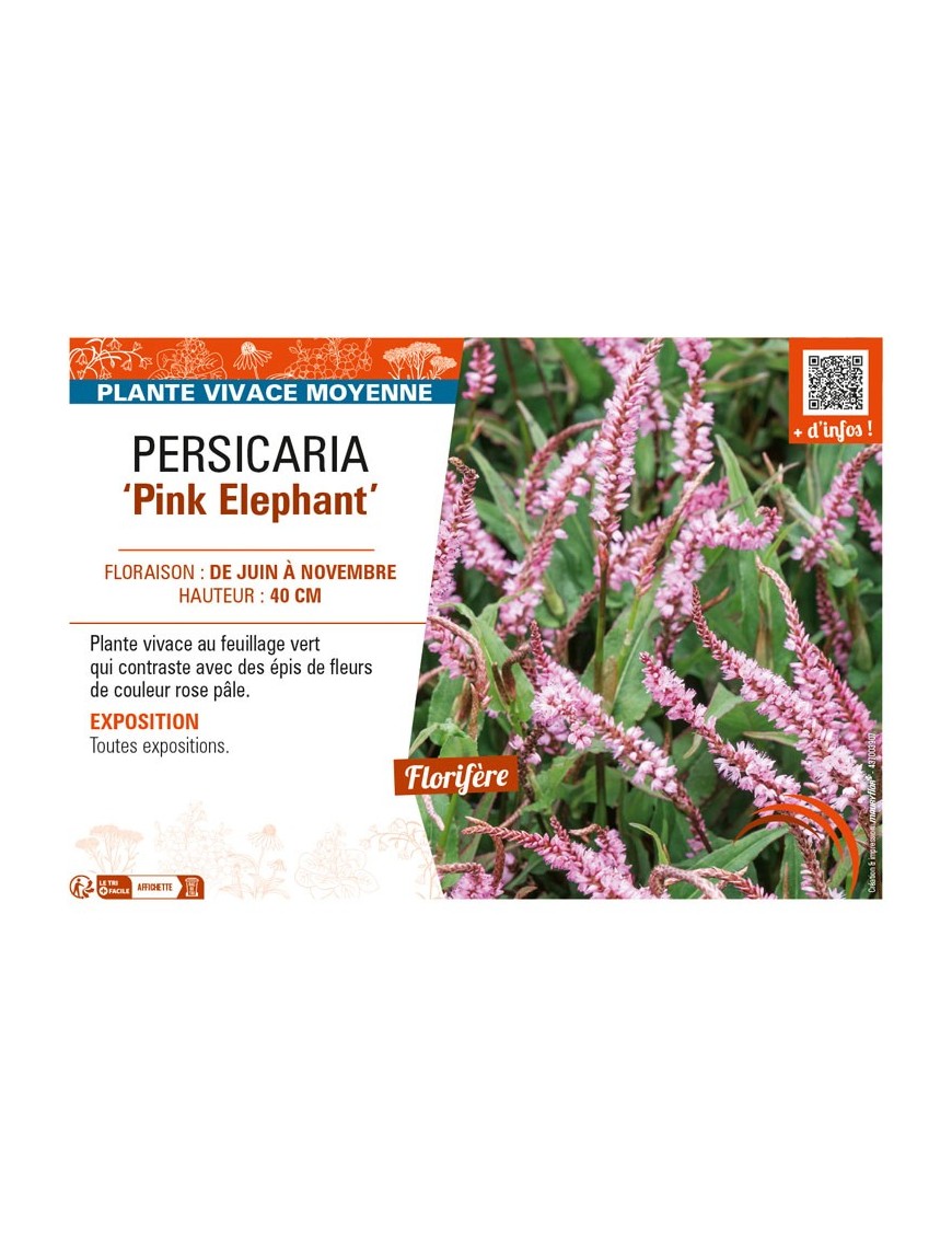 PERSICARIA (amplexicaulis) Pink Elephant
