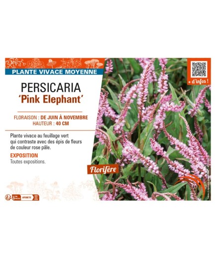 PERSICARIA (amplexicaulis) Pink Elephant