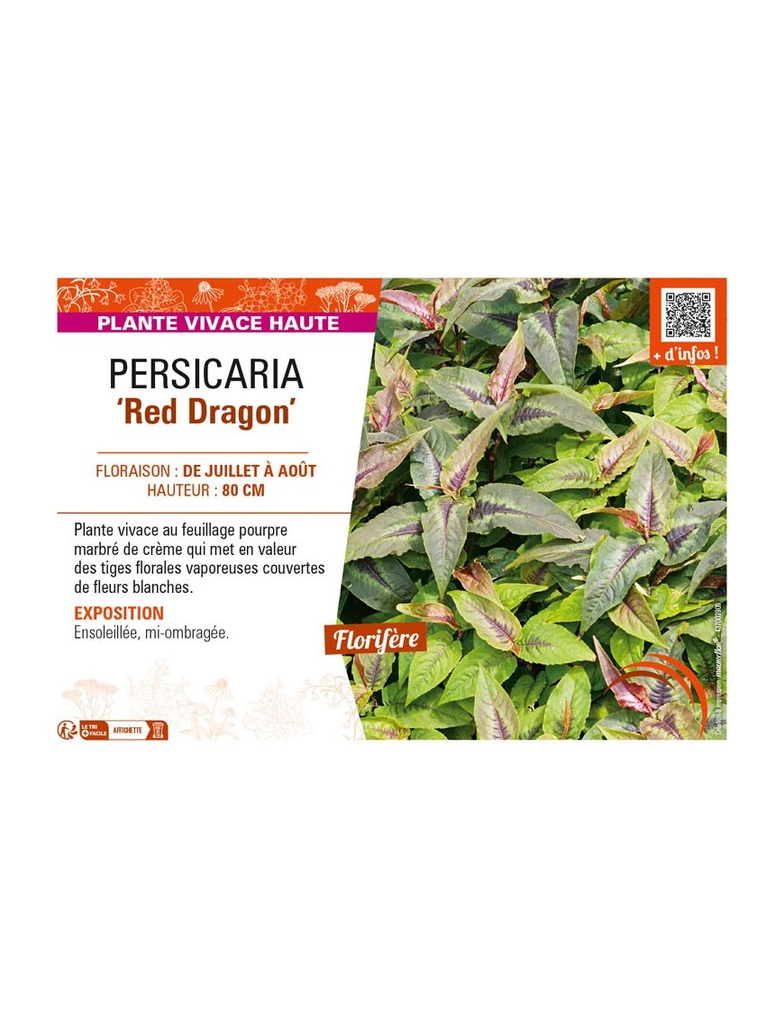 PERSICARIA (microcephala) Red Dragon