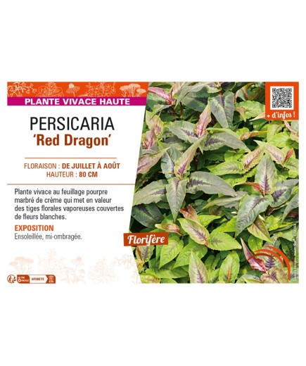 PERSICARIA (microcephala) Red Dragon