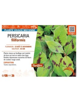 PERSICARIA filiformis