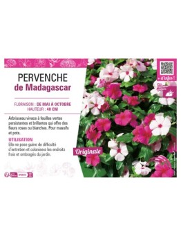 PERVENCHE DE MADAGASCAR
