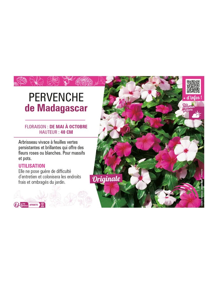 PERVENCHE DE MADAGASCAR