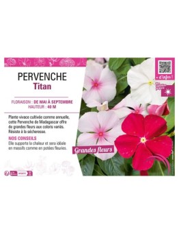 PERVENCHE TITAN