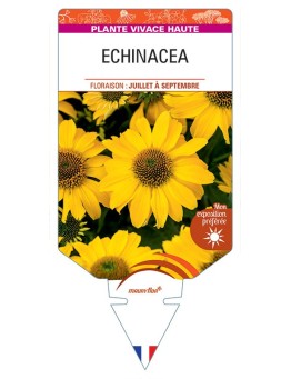 ECHINACEA (jaune)
