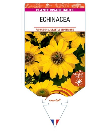ECHINACEA (jaune)