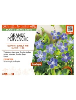 (VINCA MAJOR) GRANDE PERVENCHE