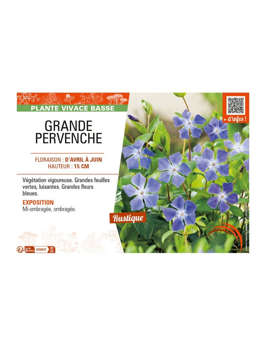 (VINCA MAJOR) GRANDE PERVENCHE