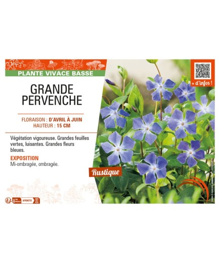 (VINCA MAJOR) GRANDE PERVENCHE