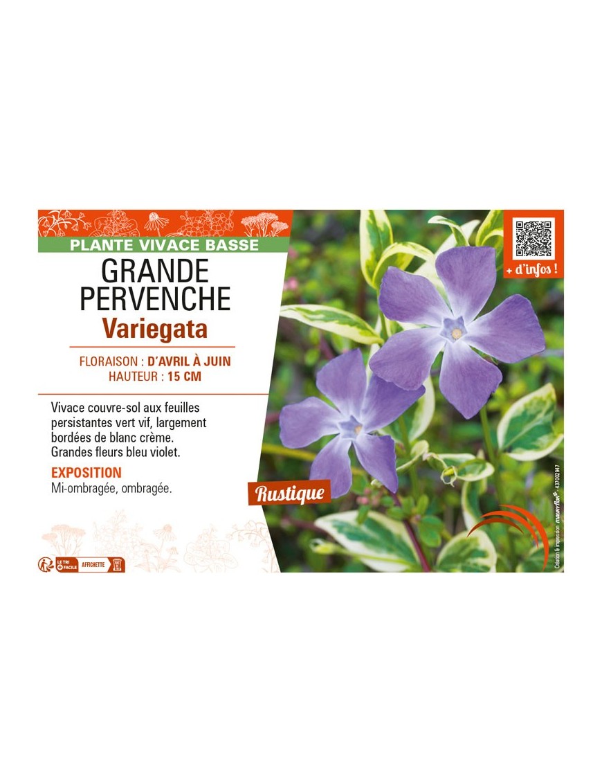 (VINCA MAJOR) GRANDE PERVENCHE VARIEGATA