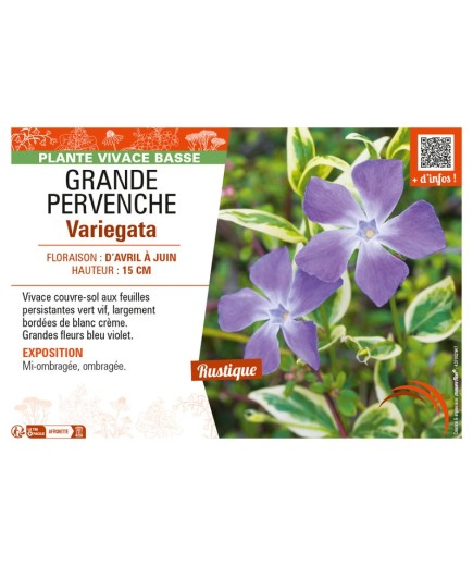 (VINCA MAJOR) GRANDE PERVENCHE VARIEGATA