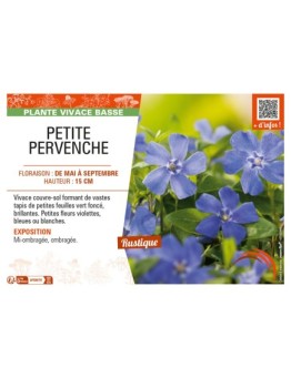 (VINCA MINOR) PETITE PERVENCHE