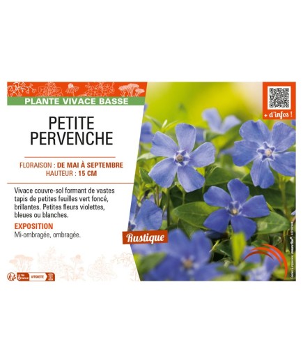 (VINCA MINOR) PETITE PERVENCHE