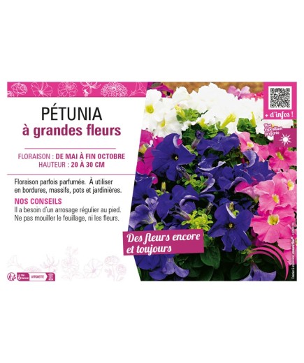 PÉTUNIA À GRANDES FLEURS