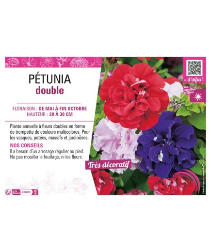 PÉTUNIA DOUBLE (varié)