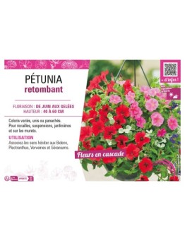 PÉTUNIA RETOMBANT