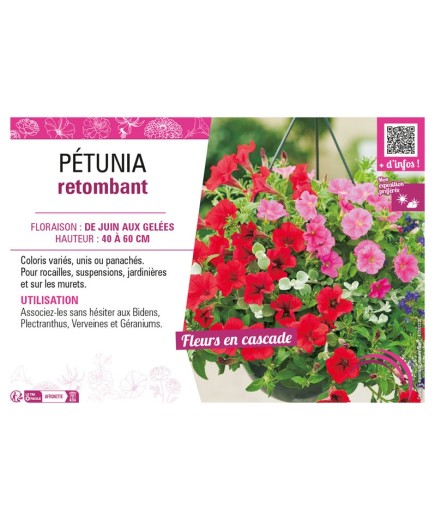 PÉTUNIA RETOMBANT