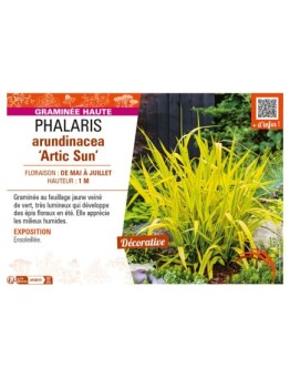 PHALARIS arundinacea Artic Sun