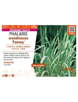 PHALARIS arundinacea Feesey