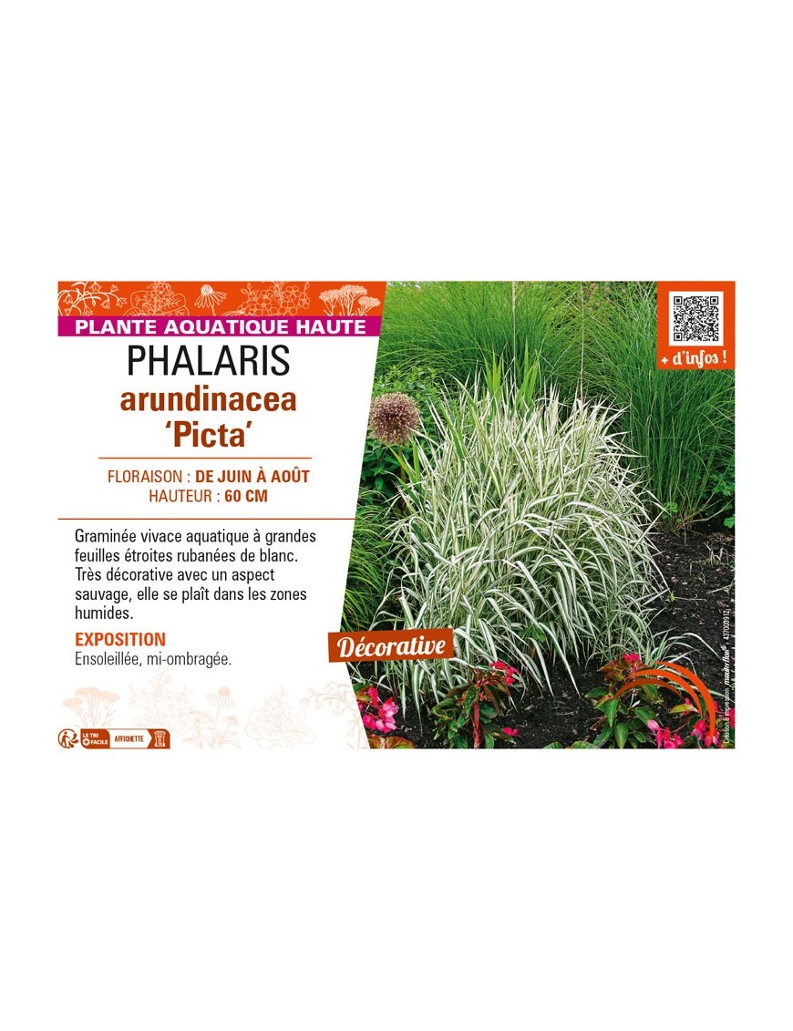 PHALARIS arundinacea Picta