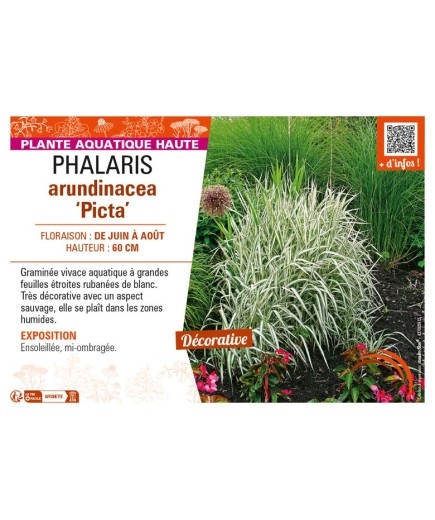 PHALARIS arundinacea Picta