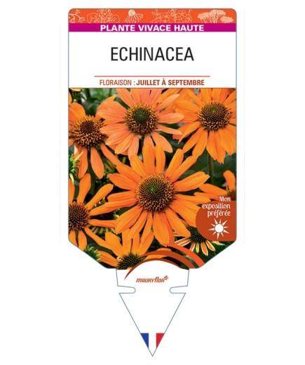 ECHINACEA (orange)