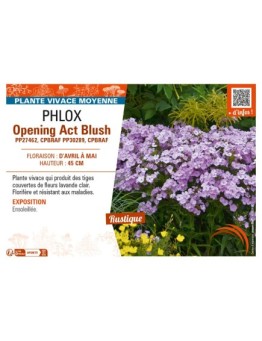 PHLOX (hybrida) Opening Act Blush