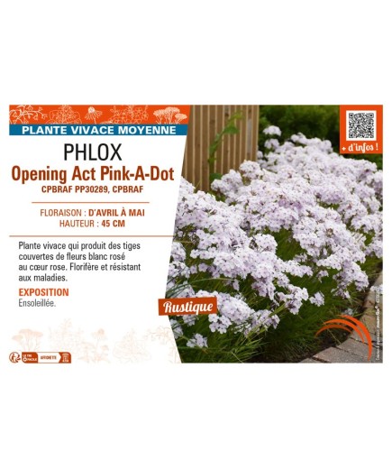 PHLOX (hybrida) Opening Act Pink-A-Dot