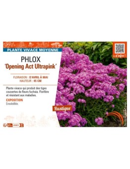 PHLOX (hybrida) Opening Act Ultrapink