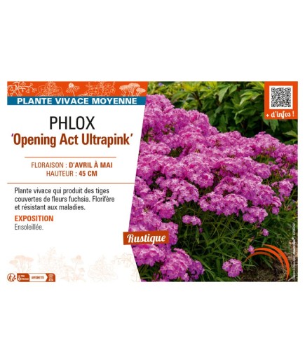 PHLOX (hybrida) Opening Act Ultrapink