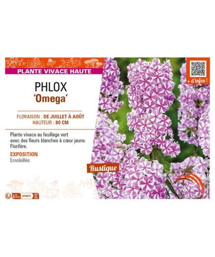 PHLOX (maculata) Omega