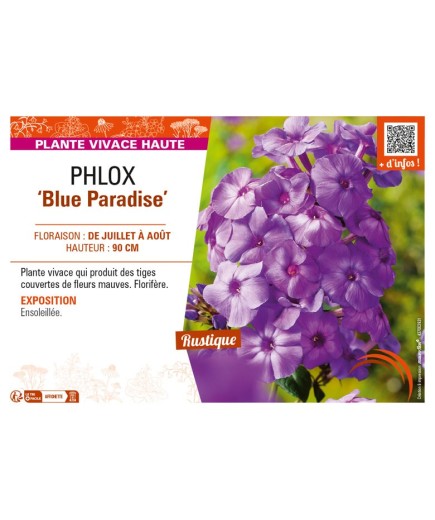 PHLOX (paniculata) Blue Paradise