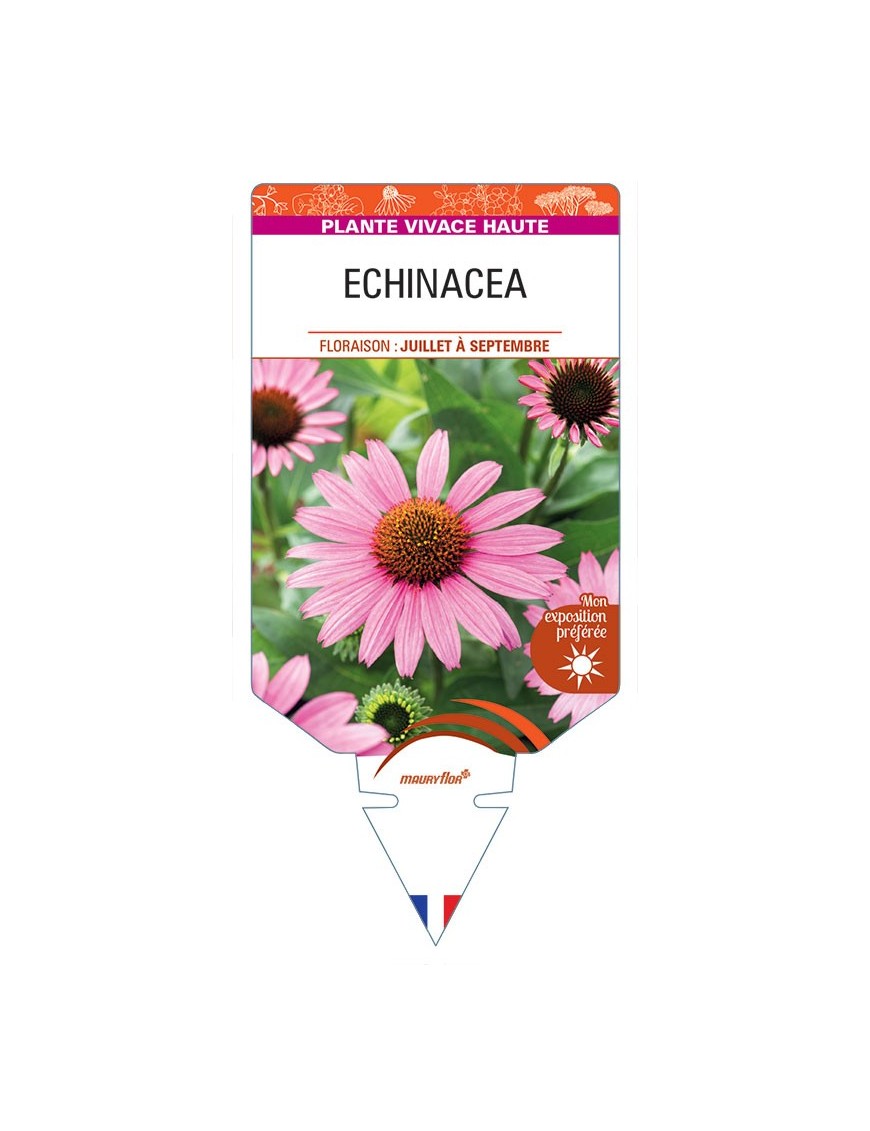 ECHINACEA (rose)