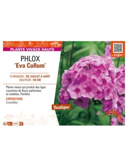 PHLOX (paniculata) Eva Cullum