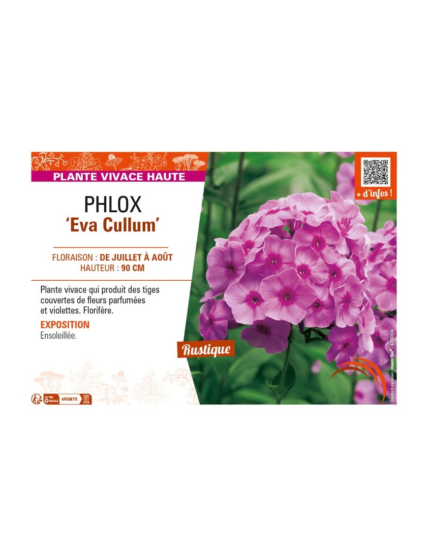 PHLOX (paniculata) Eva Cullum