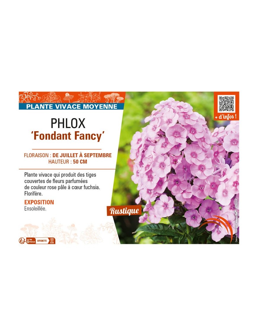 PHLOX (paniculata) Fondant Fancy