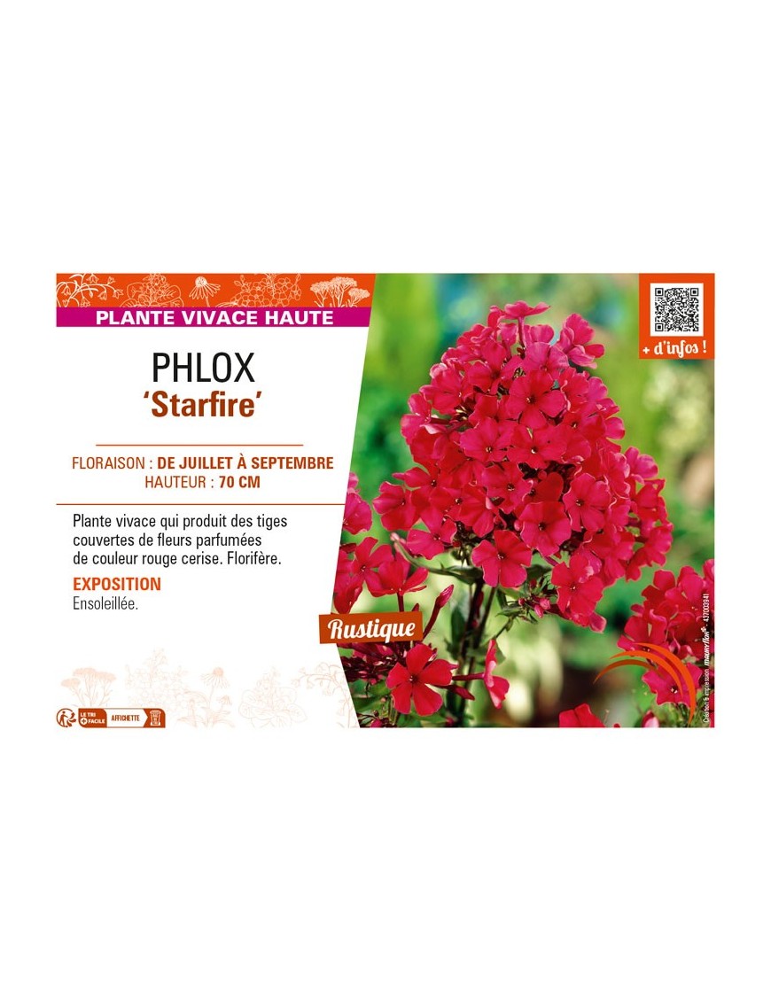 PHLOX (paniculata) Starfire
