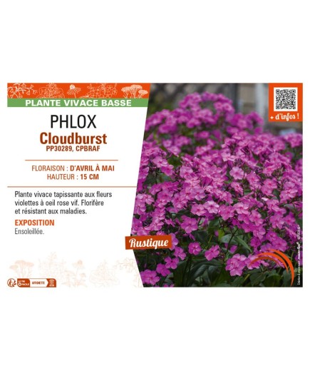 PHLOX (subulata) Cloudburst