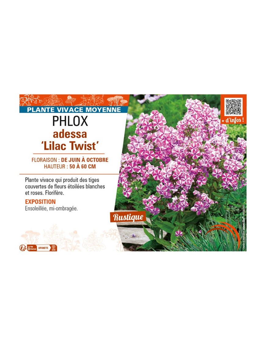 PHLOX adessa Lilac Twist