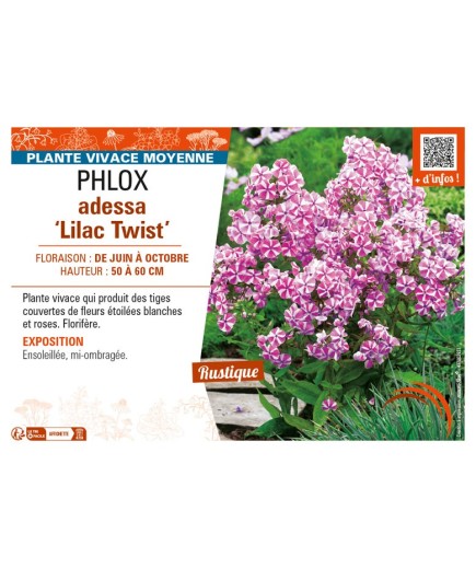 PHLOX adessa Lilac Twist