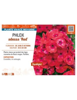 PHLOX adessa Red