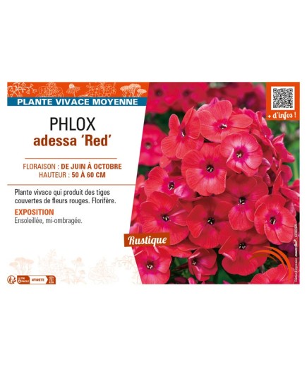PHLOX adessa Red